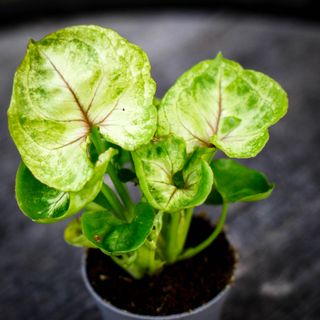 Syngonium 'Sunshine'