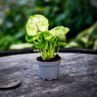 Syngonium 'Sunshine'