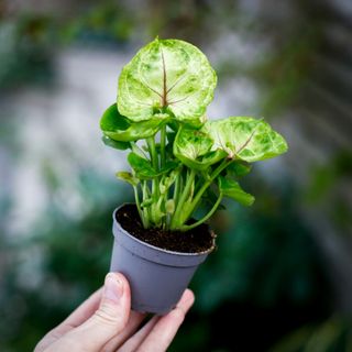 Syngonium 'Sunshine'