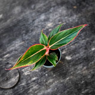 Aglaonema 'Siam Aurora'