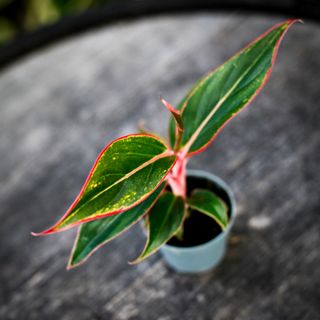 Aglaonema 'Siam Aurora'