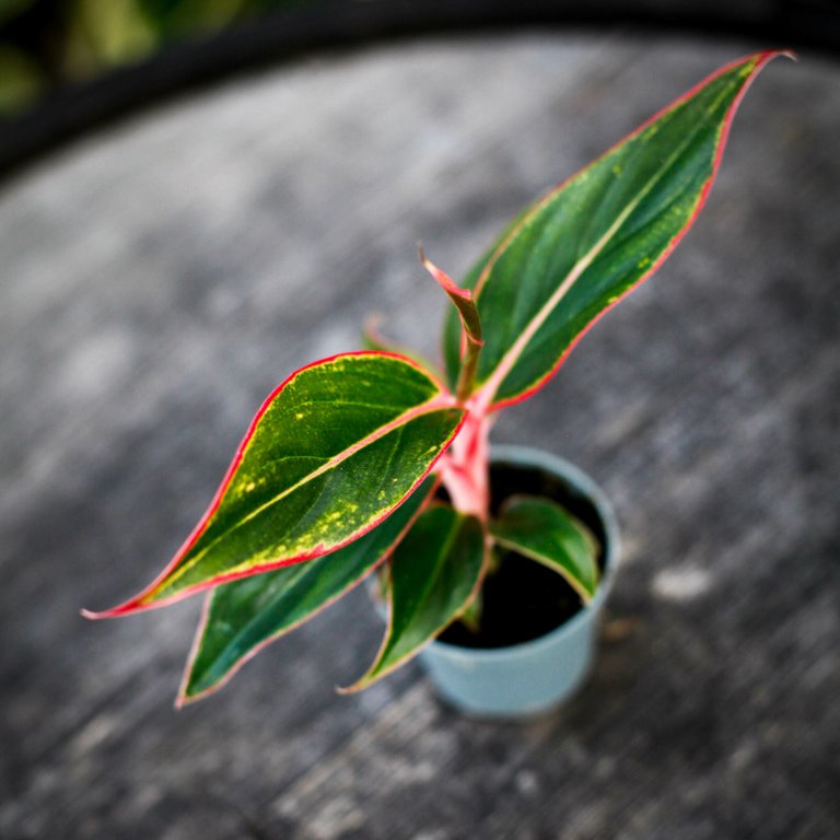 Aglaonema 'Siam Aurora' 6 cm