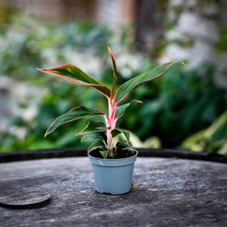 Aglaonema 'Siam Aurora'