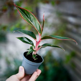 Aglaonema 'Siam Aurora'