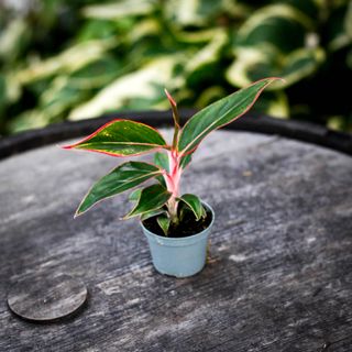 Aglaonema 'Siam Aurora'