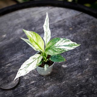 Spathiphyllum sensation ’Variegata’ - Fredskalla