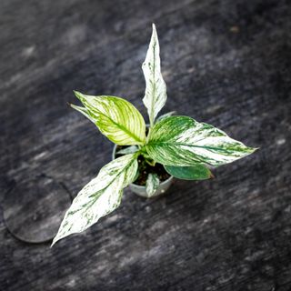 Spathiphyllum sensation ’Variegata’ - Fredskalla