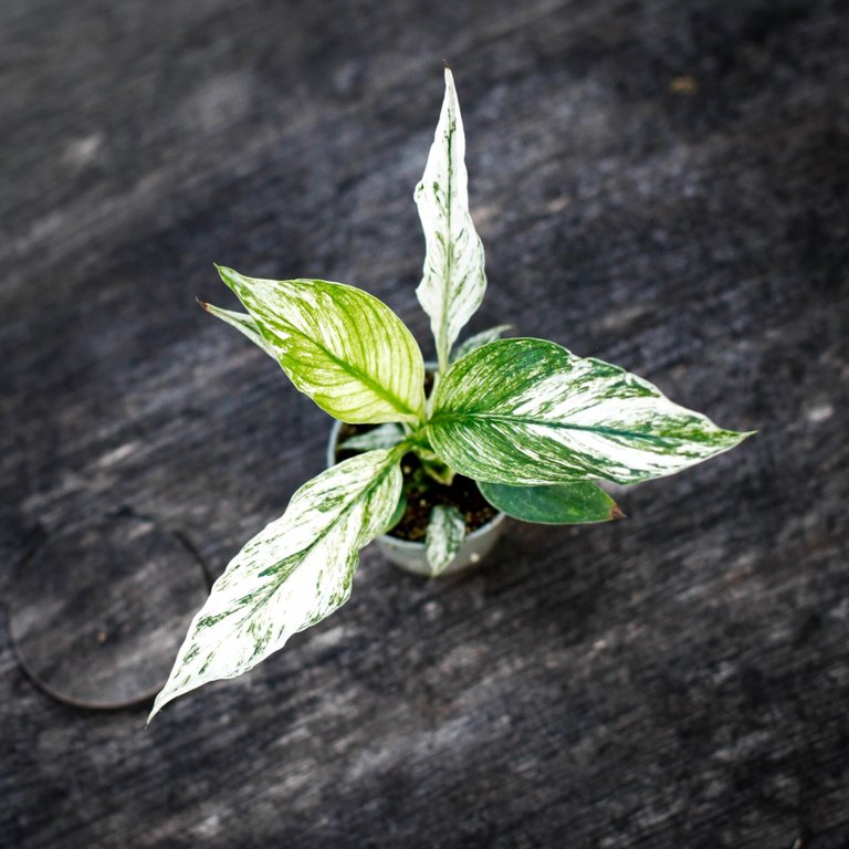 Spathiphyllum sensation ’Variegata’ - Fredskalla 6 cm