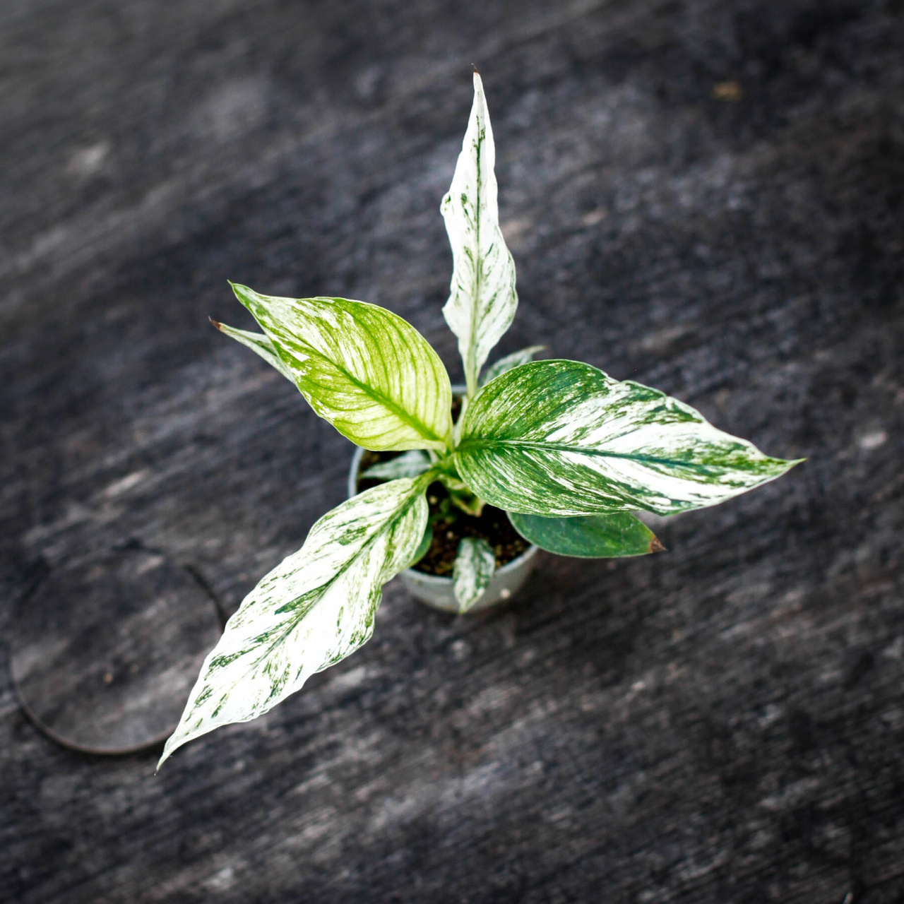 Variegerad fredskalla Spathiphyllum med gröna och vita blad