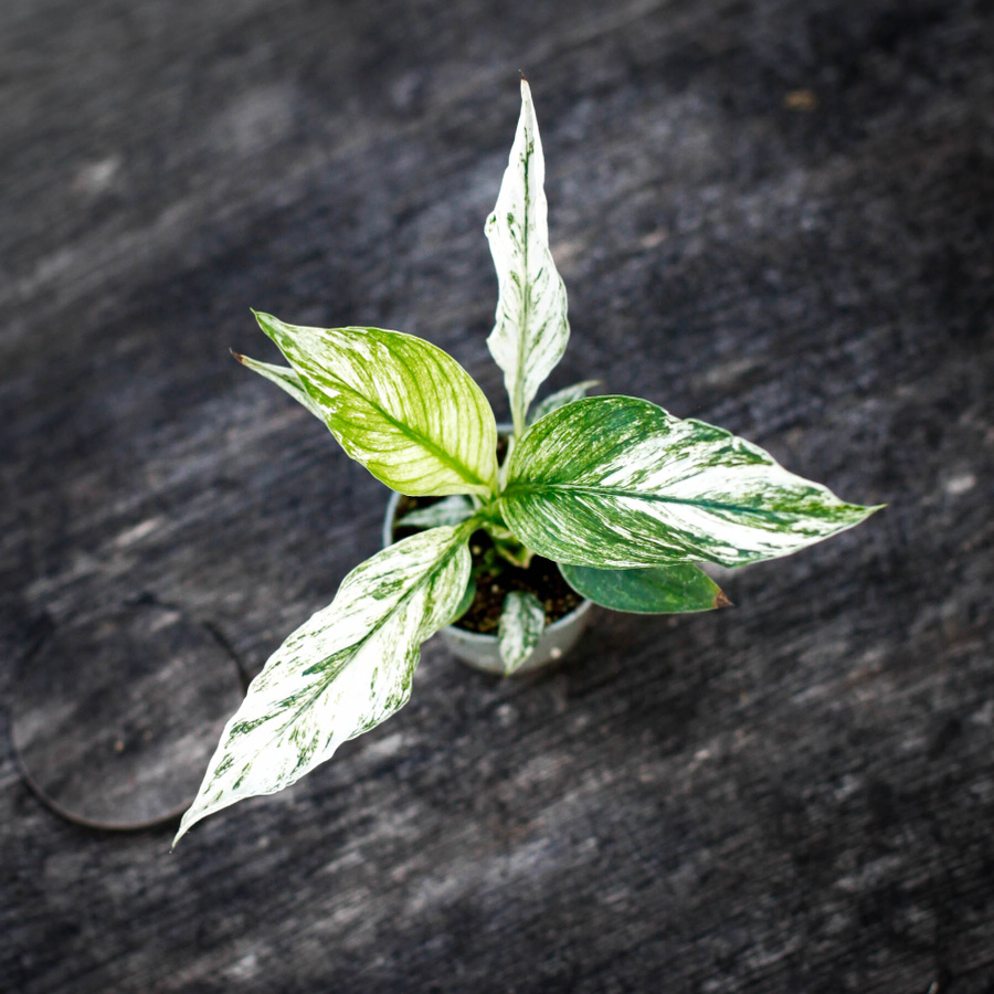 Spathiphyllum sensation Variegata fredskalla