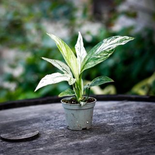 Spathiphyllum sensation ’Variegata’ - Fredskalla