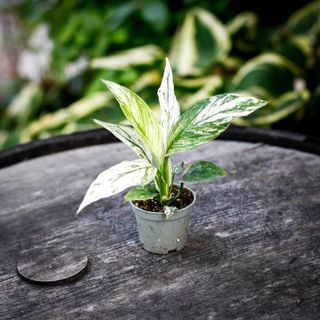 Spathiphyllum sensation ’Variegata’ - Fredskalla