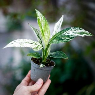 Spathiphyllum sensation ’Variegata’ - Fredskalla
