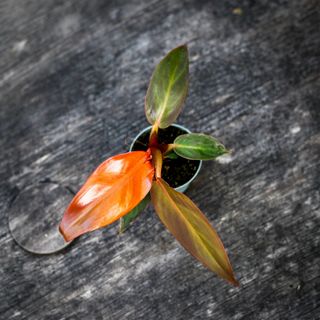 Philodendron 'Red Sun'