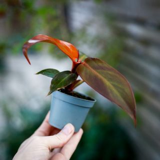 Philodendron 'Red Sun'