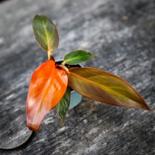 Philodendron 'Red Sun'