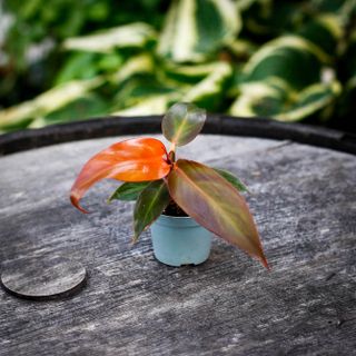 Philodendron 'Red Sun'