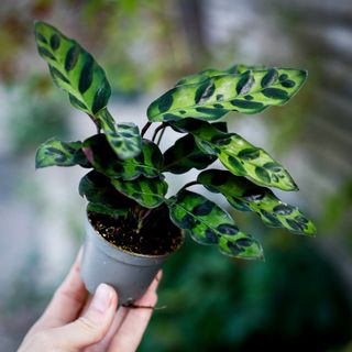 Calathea lancifolia