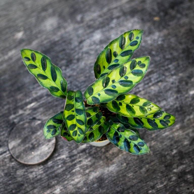 Calathea lancifolia 6 cm