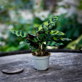 Calathea lancifolia