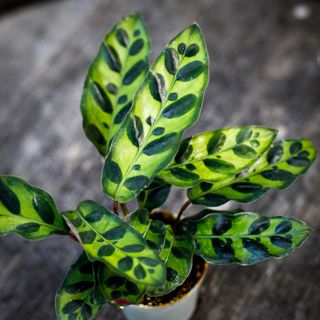 Calathea lancifolia