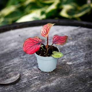 Caladium 'Lucia'