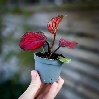 Caladium 'Lucia'