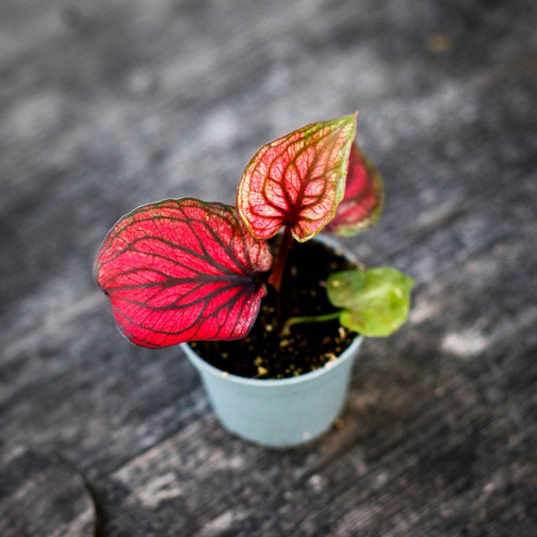 Caladium 'Lucia' 6 cm