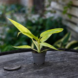 Philodendron 'Calkins Gold'