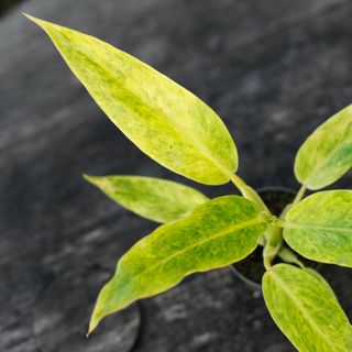 Philodendron 'Calkins Gold'