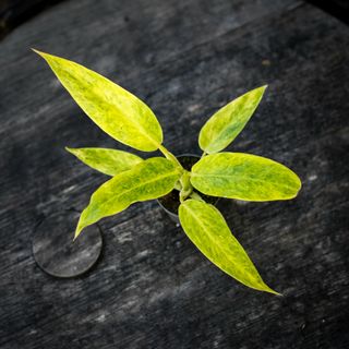 Philodendron 'Calkins Gold'