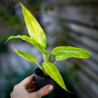 Philodendron 'Calkins Gold'
