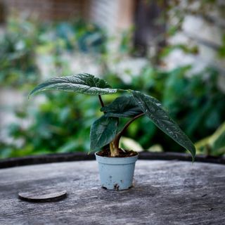 Alocasia scalprum