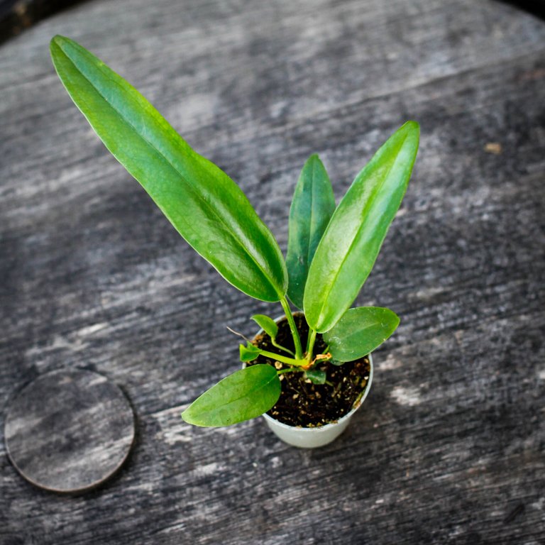 Anthurium bakeri 6 cm