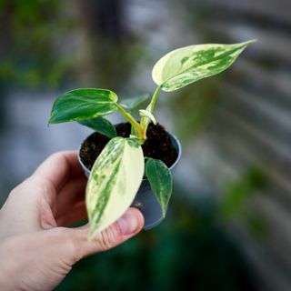 Philodendron 'Florida Beauty' *KAMPANJ*