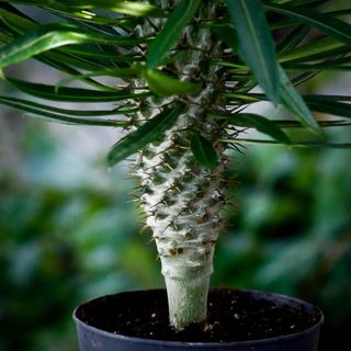 Pachypodium Lamerei 12 cm - Ökenstjärna RÄDDA MIG!