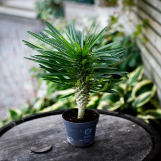 Pachypodium Lamerei 12 cm - Ökenstjärna RÄDDA MIG!