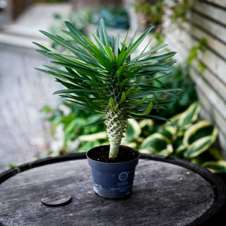 Pachypodium Lamerei 12 cm - Ökenstjärna RÄDDA MIG!