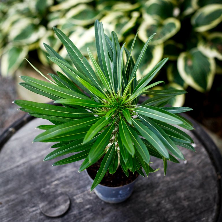 Pachypodium Lamerei - Ökenstjärna 12 cm