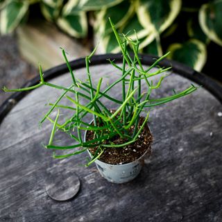 Euphorbia tirucalli 12 cm - Gummieuforbia