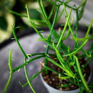 Euphorbia tirucalli 12 cm - Gummieuforbia