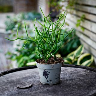 Euphorbia tirucalli 12 cm - Gummieuforbia