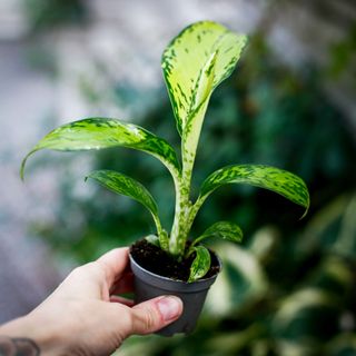 Dieffenbachia 'Crocodile'