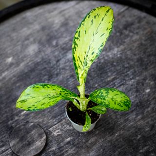 Dieffenbachia 'Crocodile'