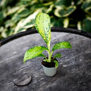 Dieffenbachia 'Crocodile'