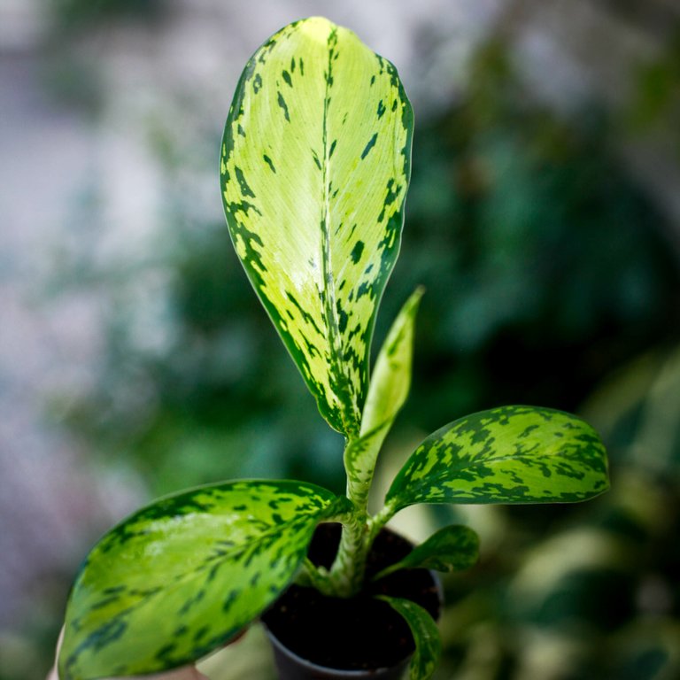 Dieffenbachia 'Crocodile' 6 cm