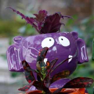 Minikruka fladdermus