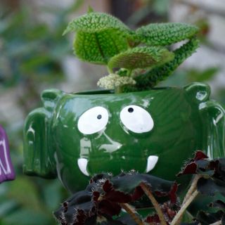 Minikruka fladdermus