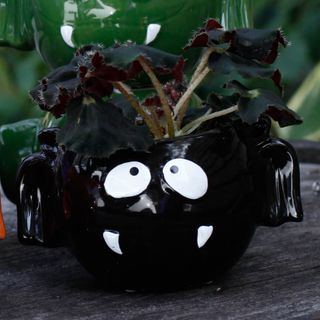 Minikruka fladdermus