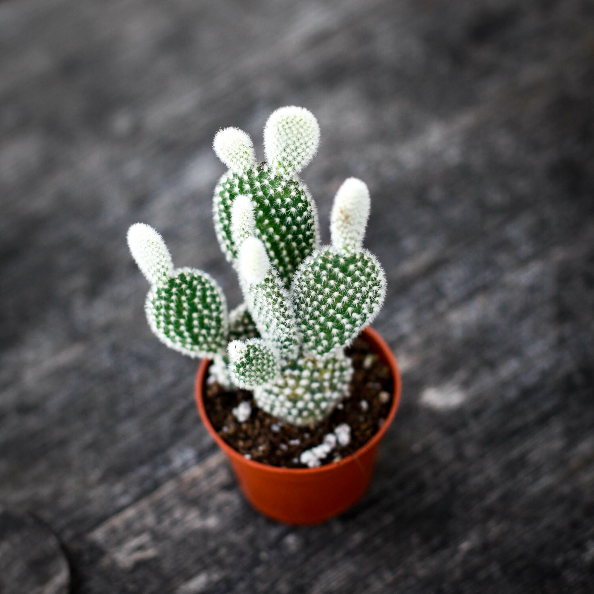 Opuntia microdasys Albispina med vita glochider